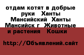 отдам котят в добрые руки - Ханты-Мансийский, Ханты-Мансийск г. Животные и растения » Кошки   